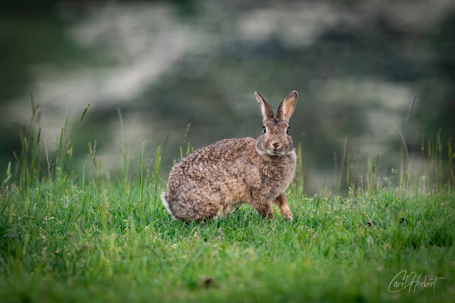 A Wild Rabbit at Ashgill Cumbria