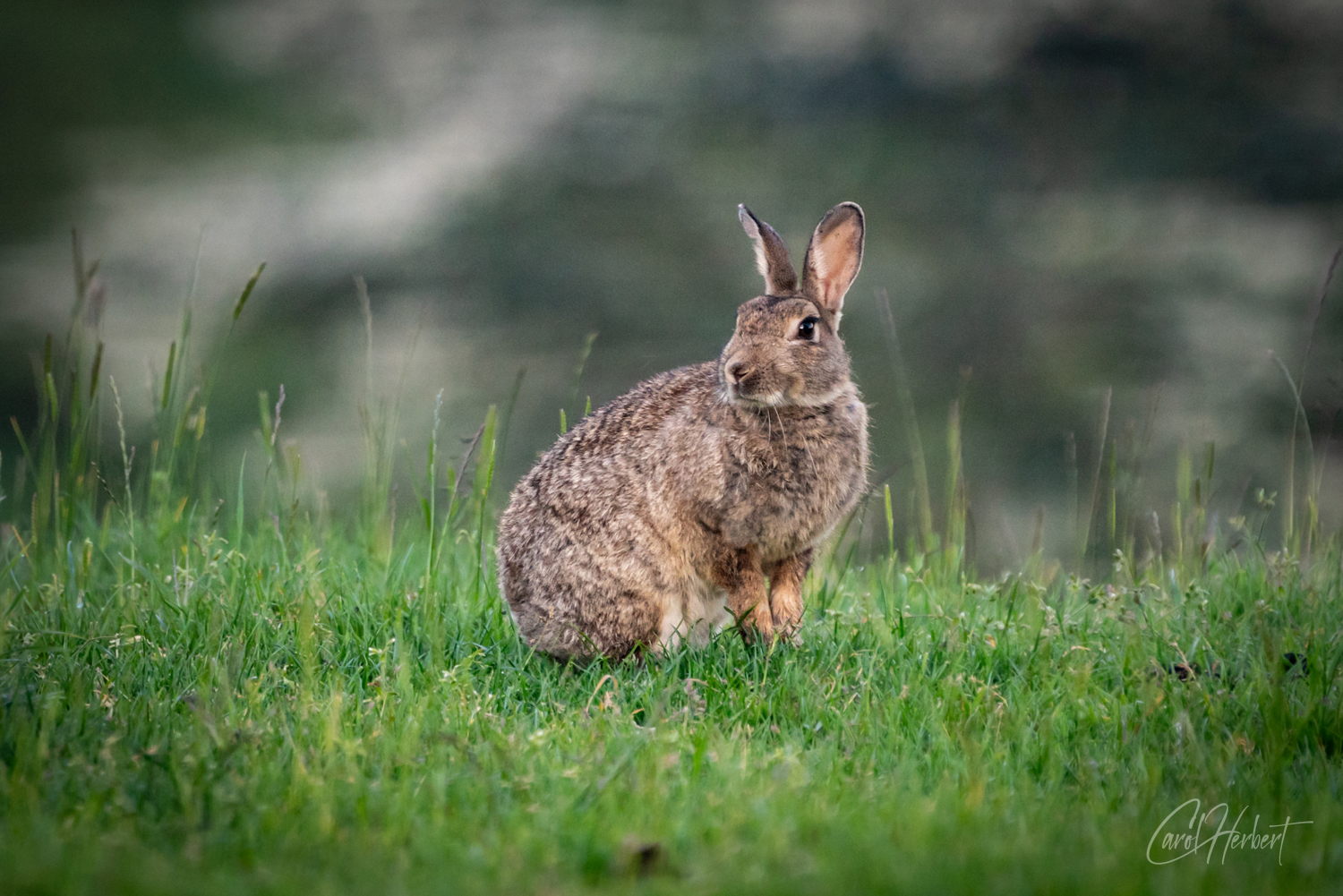 A Wild Rabbit at Ashgill Cumbria