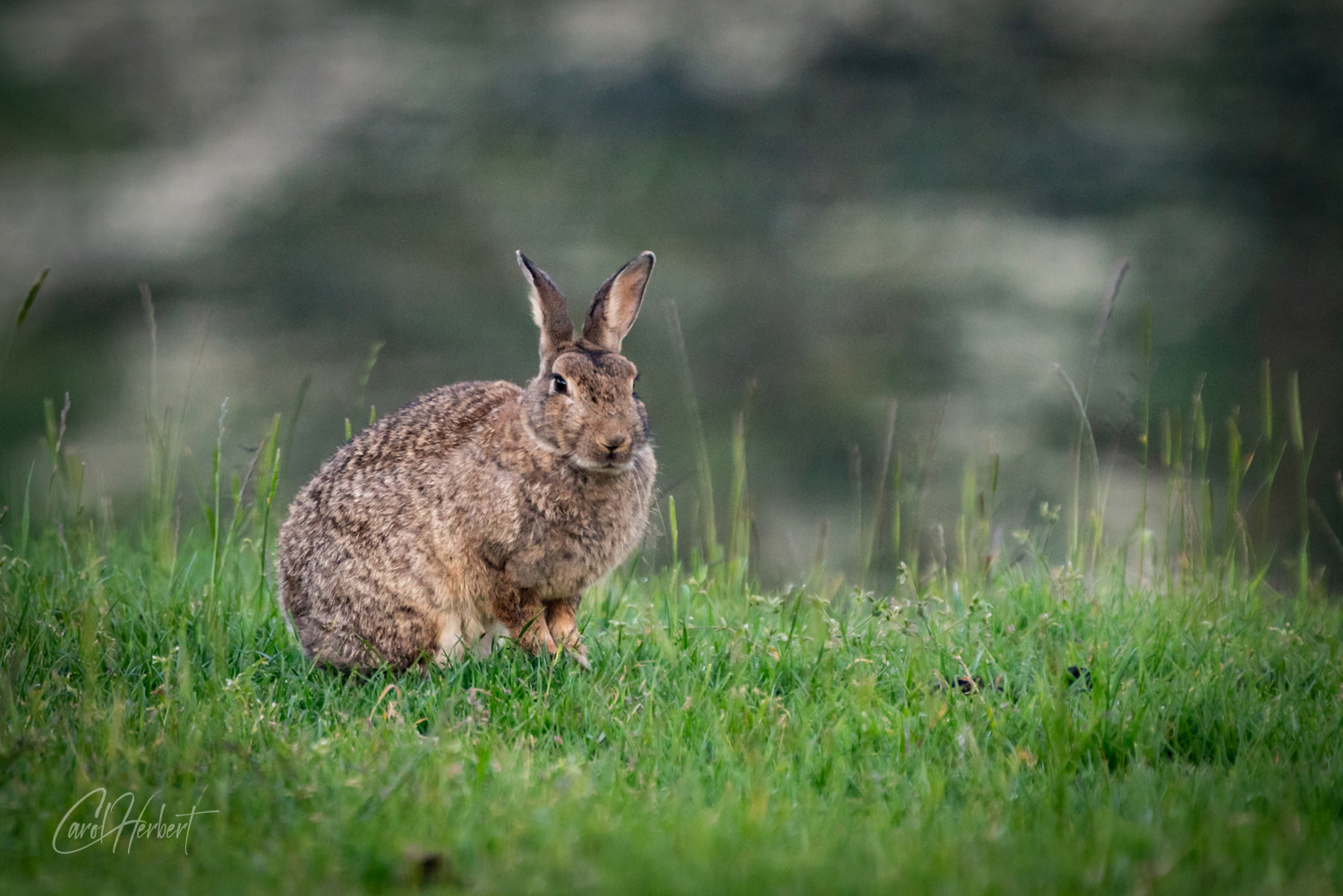A Wild Rabbit at Ashgill Cumbria
