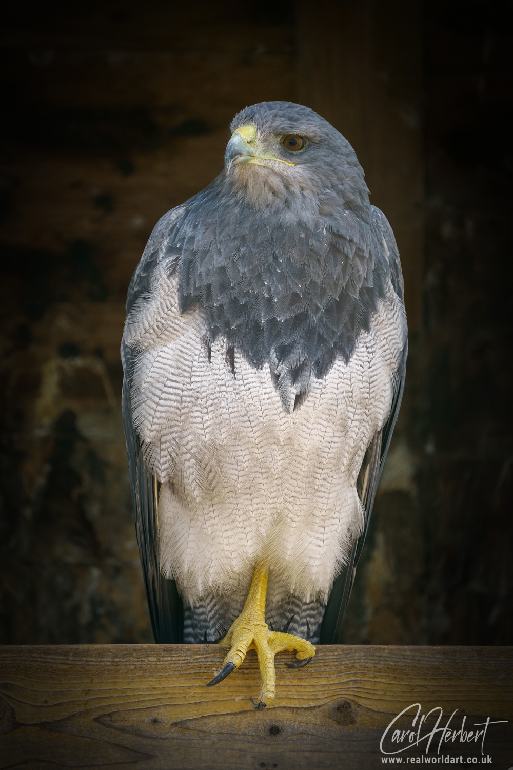 A black chested buzzard eagle