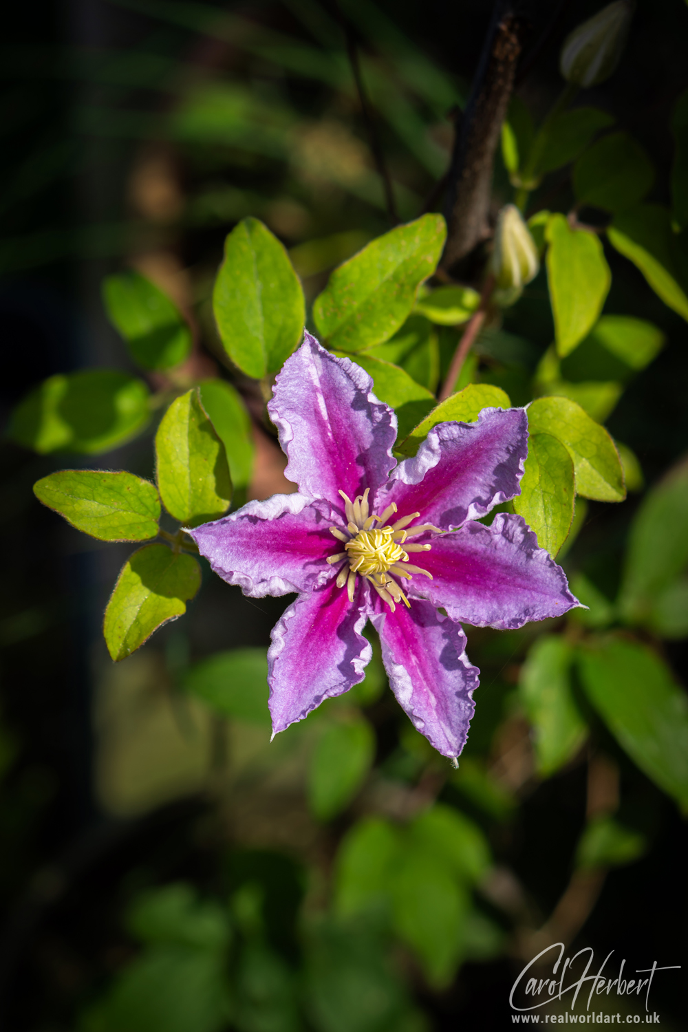 Purple Clematis Piilu Wall Art Prints