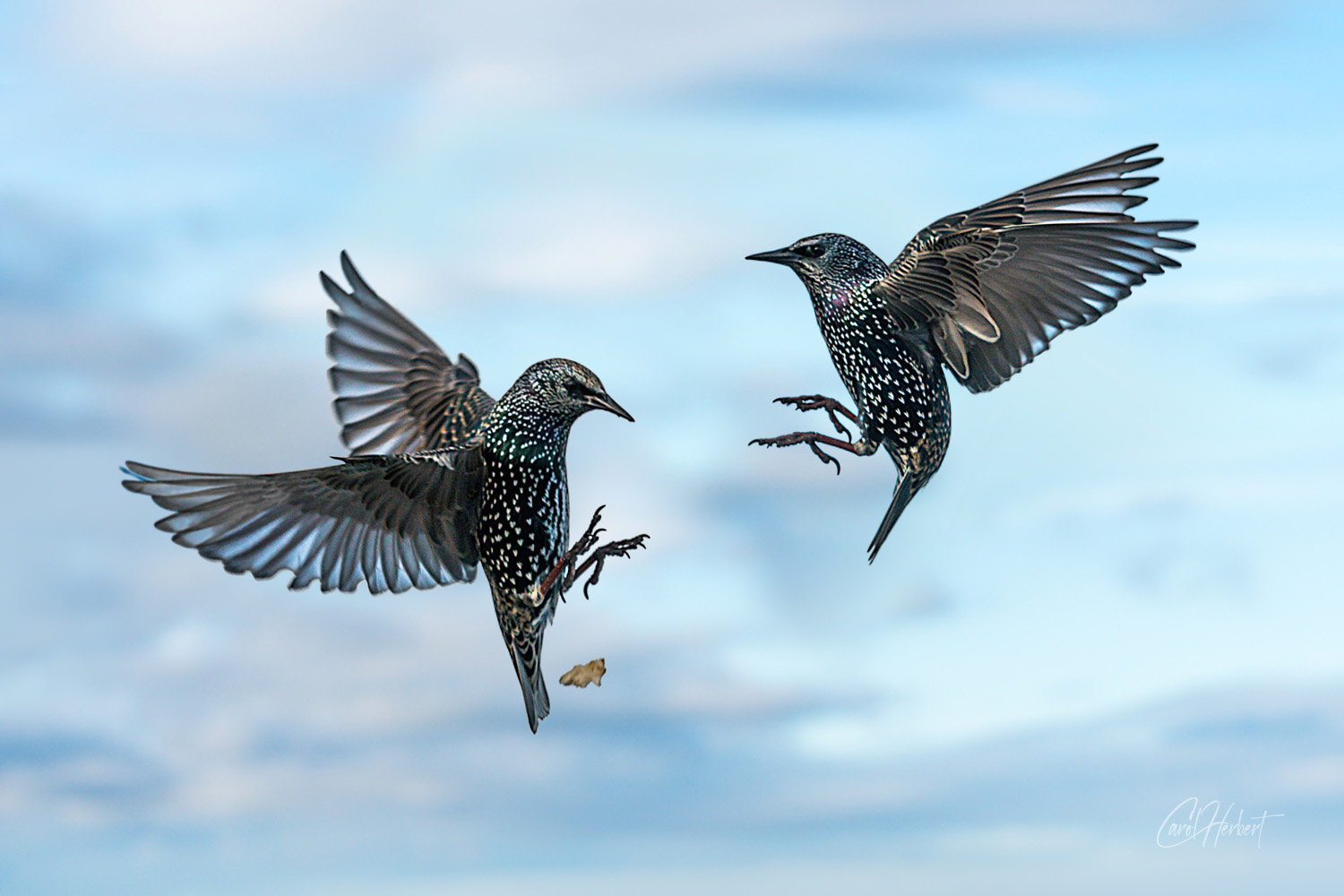 Two Starlings in Flight