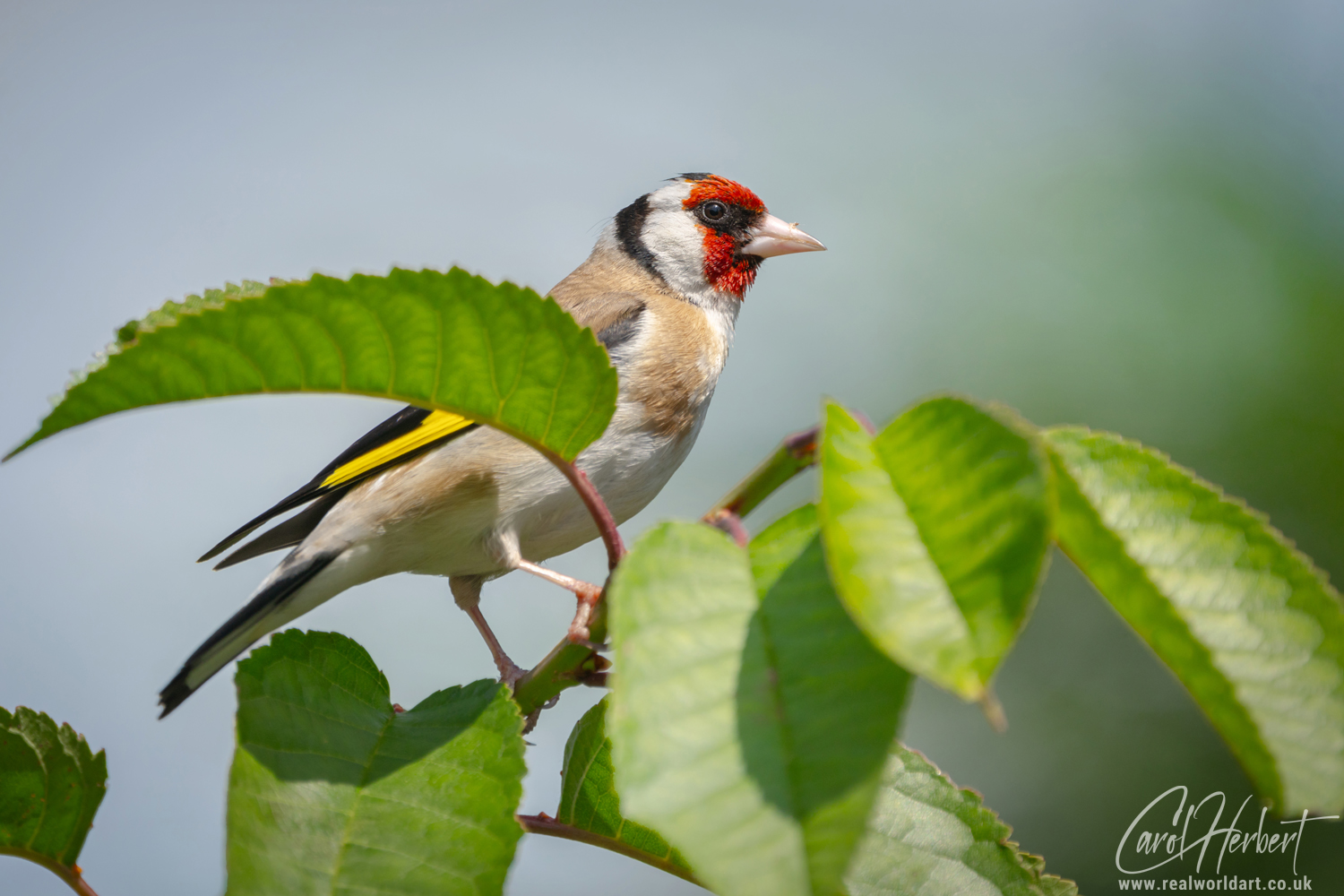 European Goldfinch on a Cherry Tree