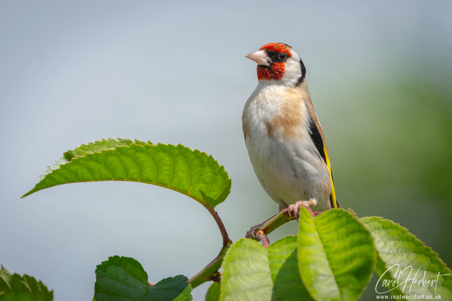 European Goldfinch on a Cherry Tree