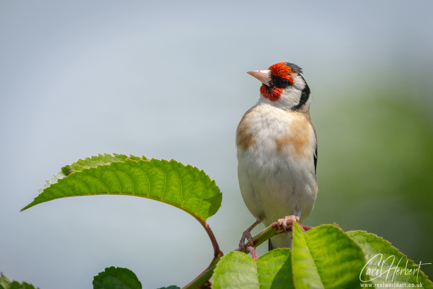 European Goldfinch on a Cherry Tree