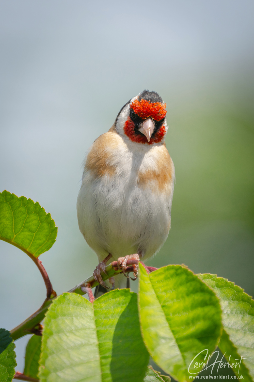 European Goldfinch on a Cherry Tree