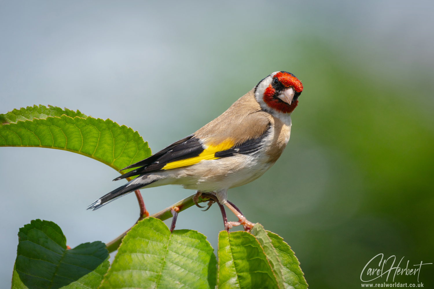 European Goldfinch on a Cherry Tree