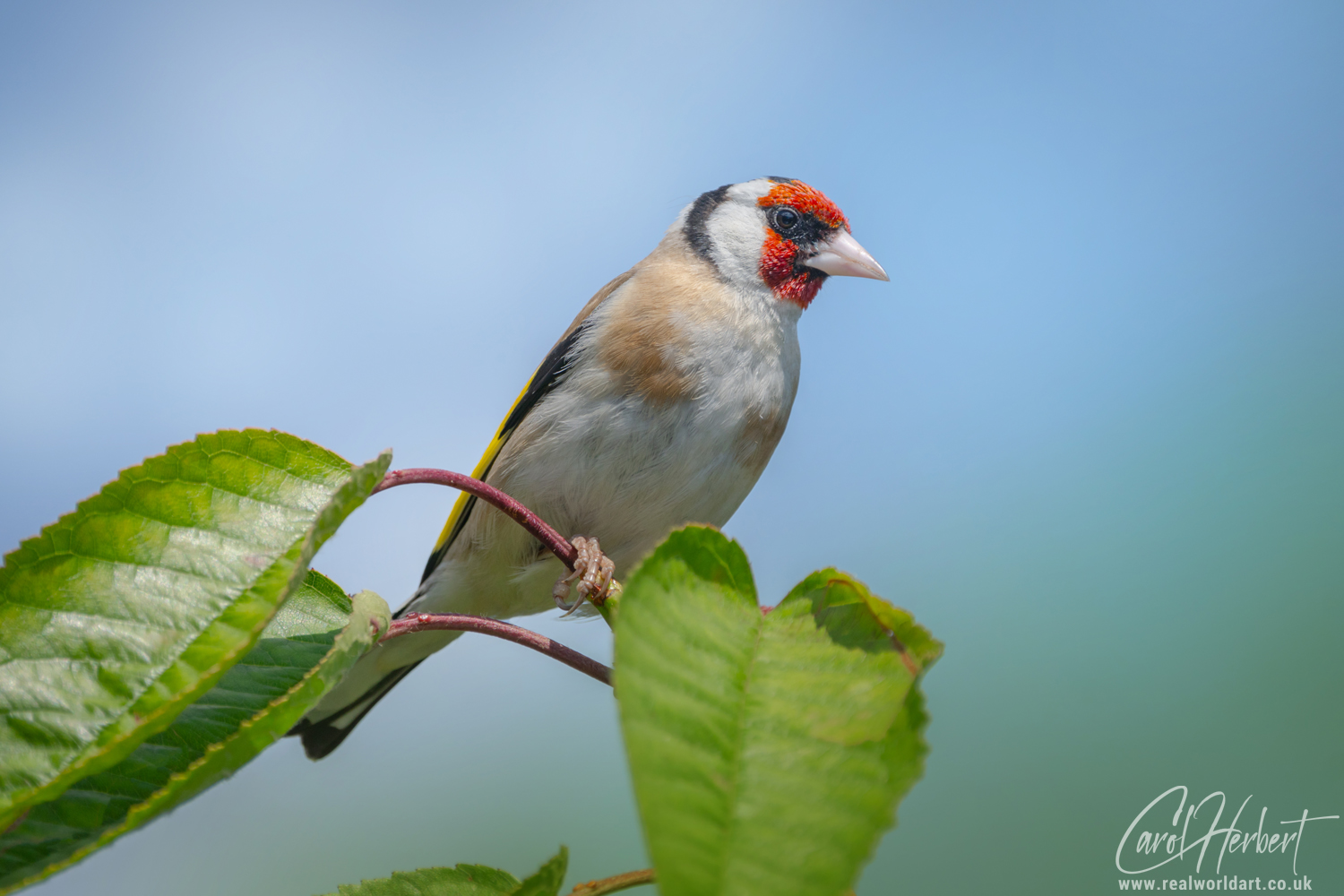 European Goldfinch on a Cherry Tree