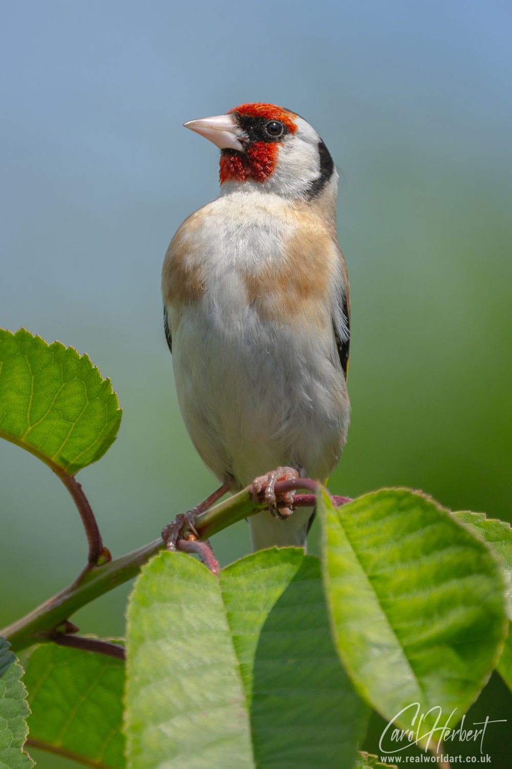 European Goldfinch on a Cherry Tree