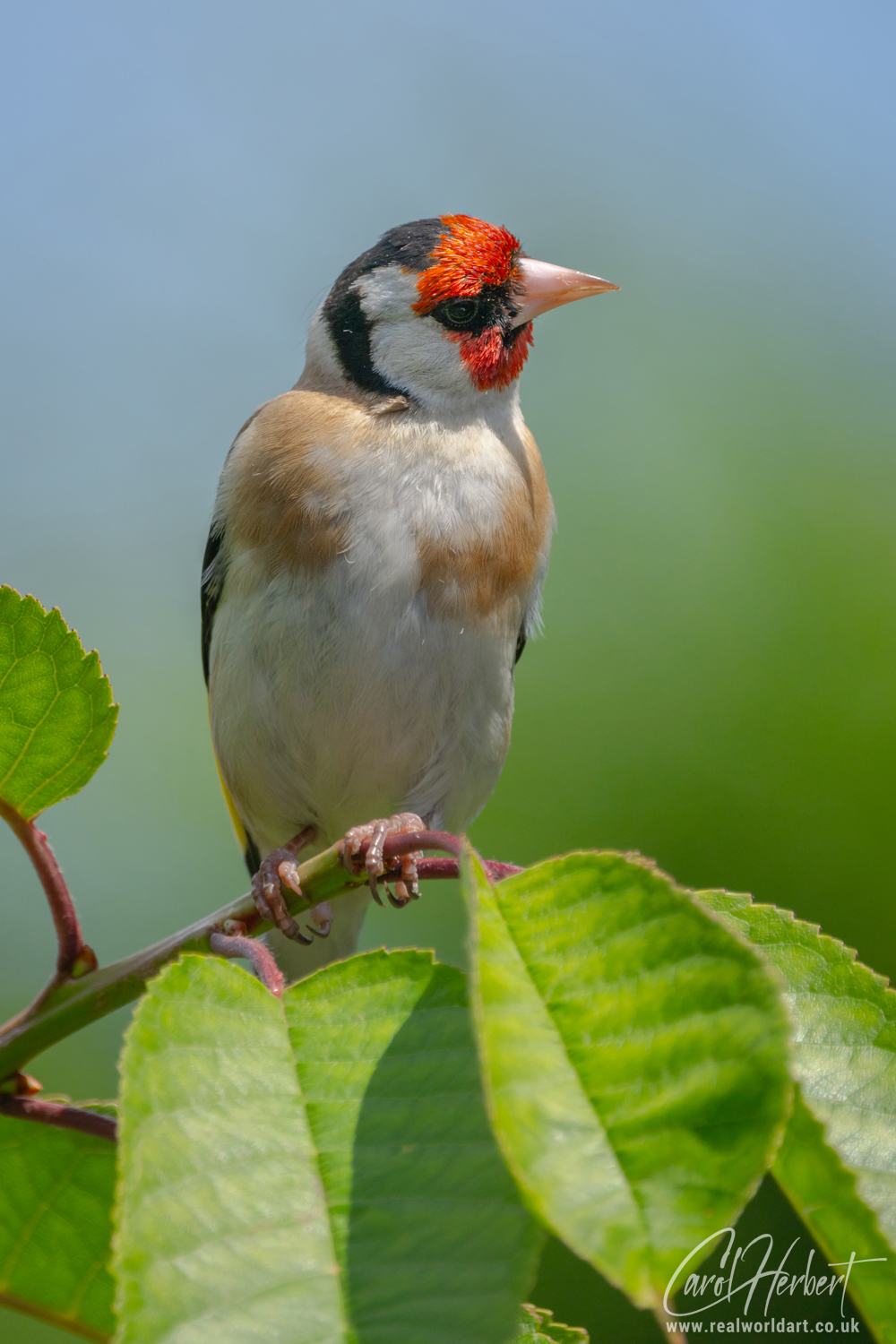 European Goldfinch on a Cherry Tree