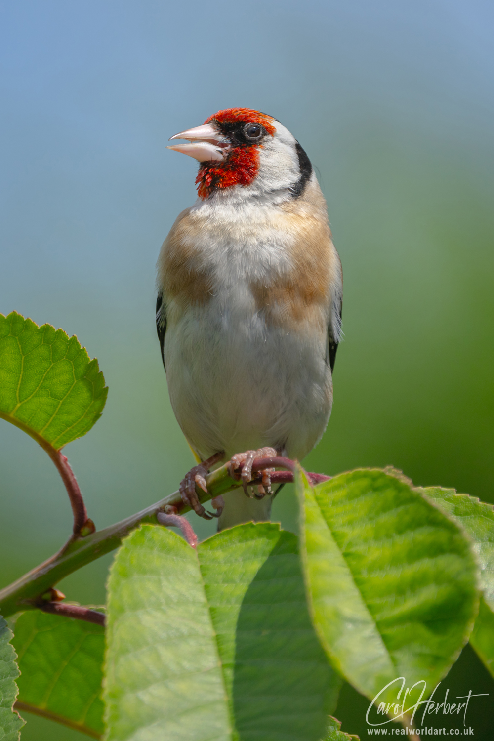 European Goldfinch on a Cherry Tree