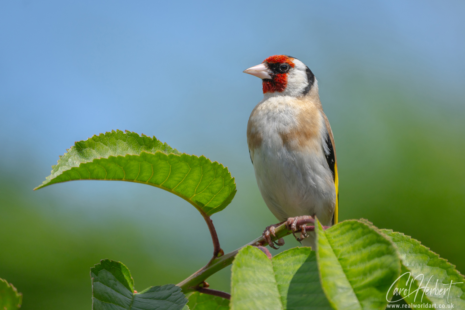 European Goldfinch on a Cherry Tree