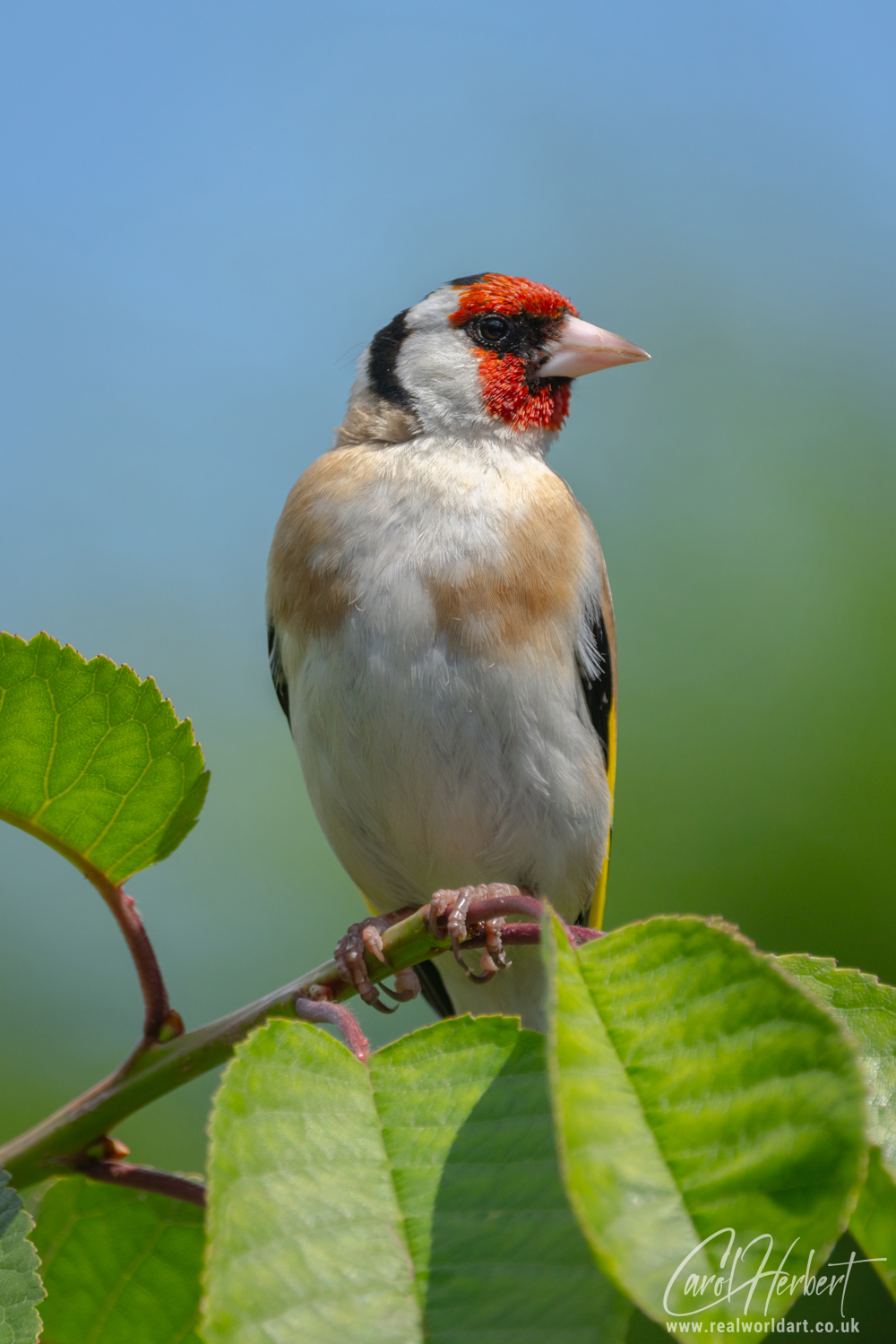 European Goldfinch on a Cherry Tree