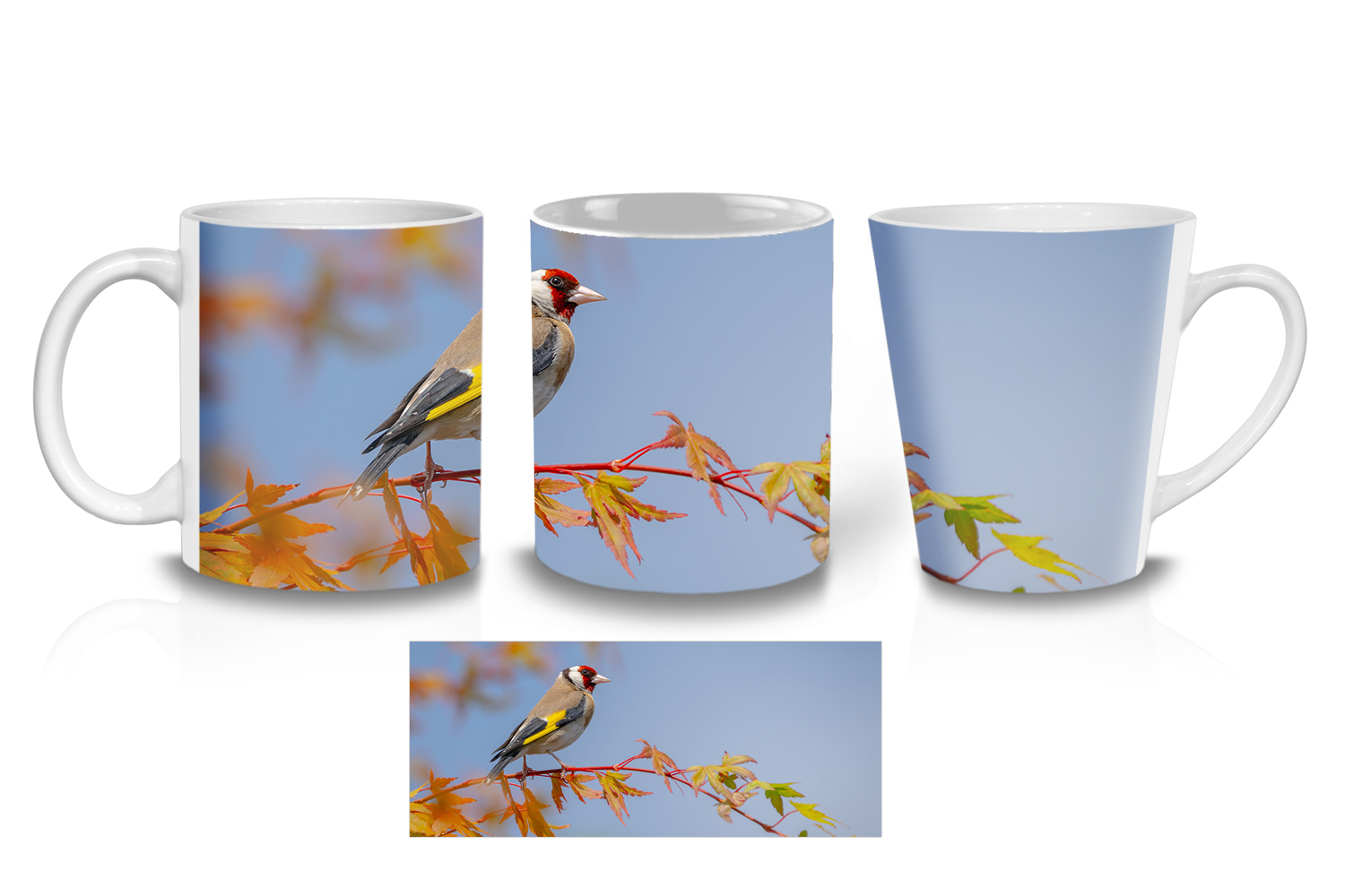 European Goldfinch on a Japanese Maple Tree