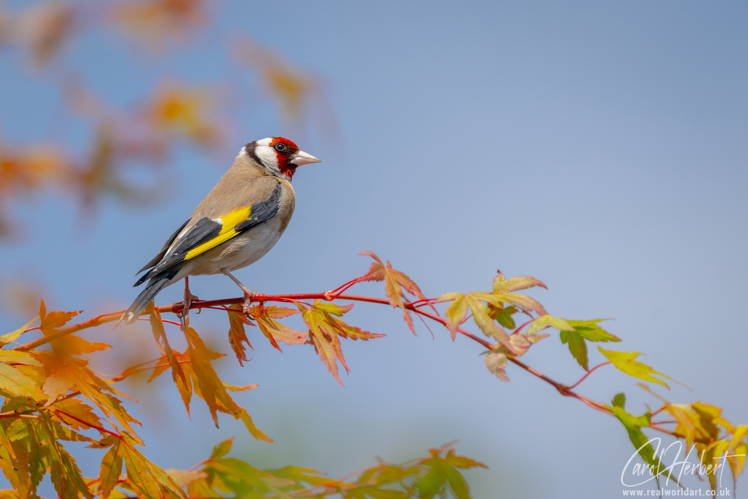 European Goldfinch on a Japanese Maple Tree Greeting Cards