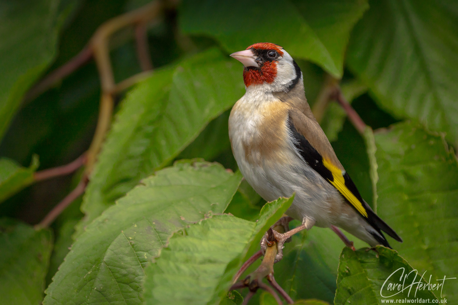 European Goldfinch on a Cherry Tree