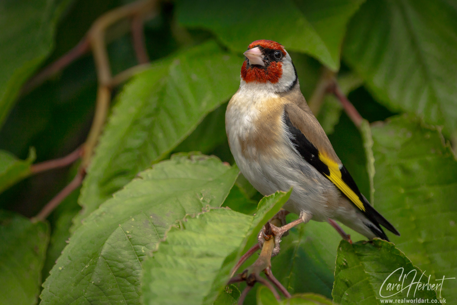 European Goldfinch on a Cherry Tree