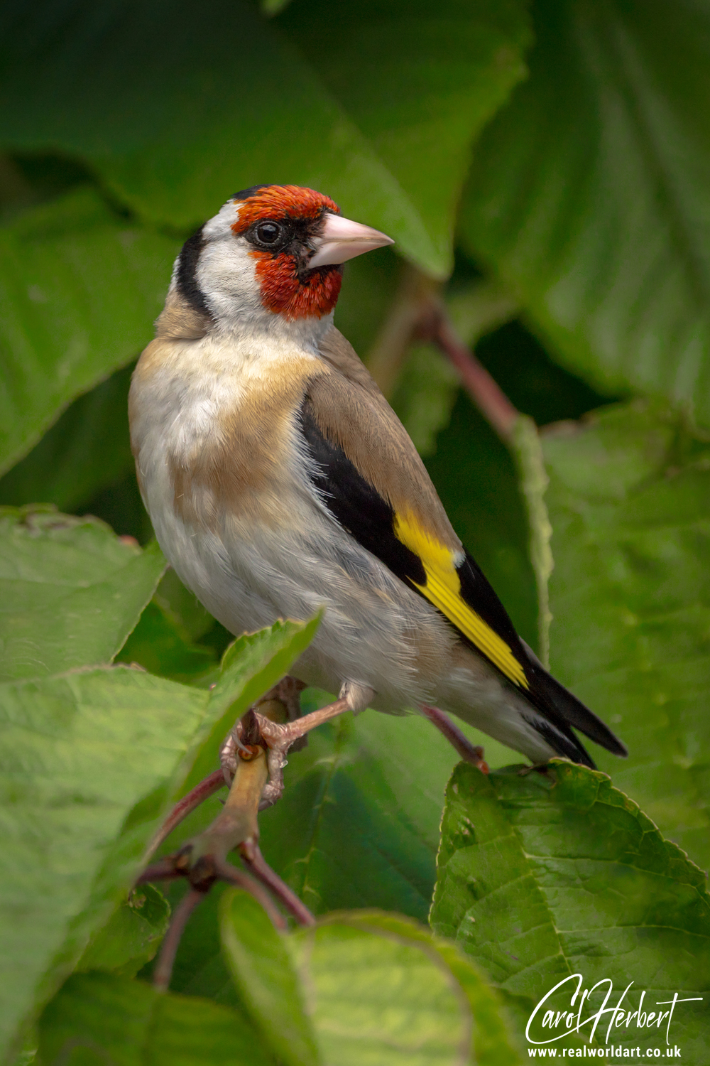 European Goldfinch on a Cherry Tree