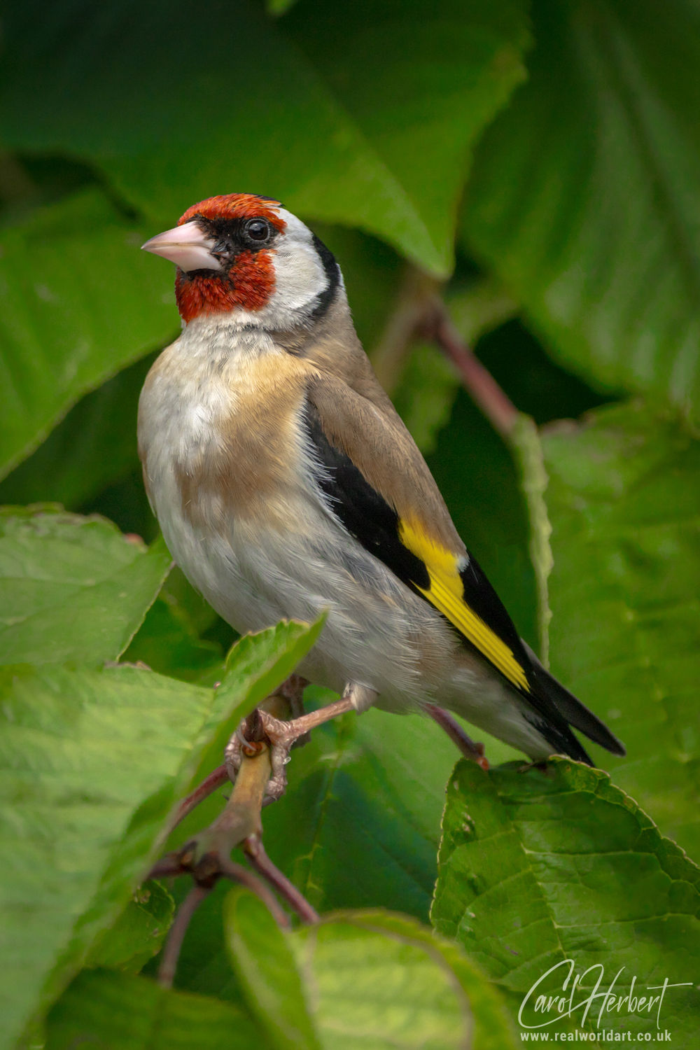 European Goldfinch on a Cherry Tree