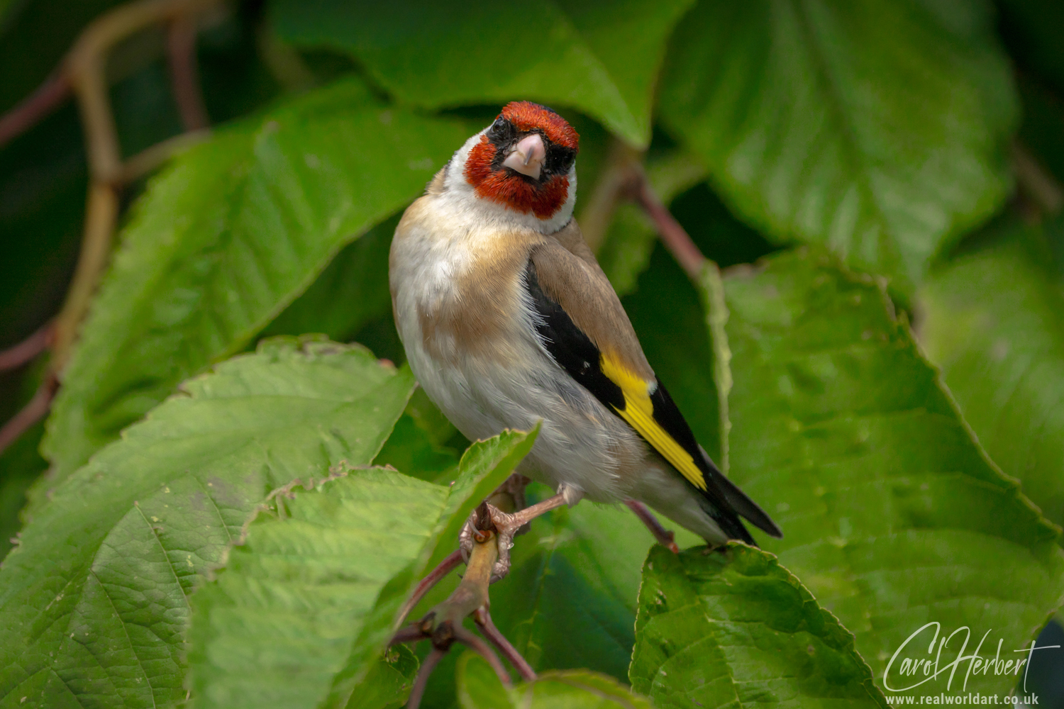 European Goldfinch on a Cherry Tree