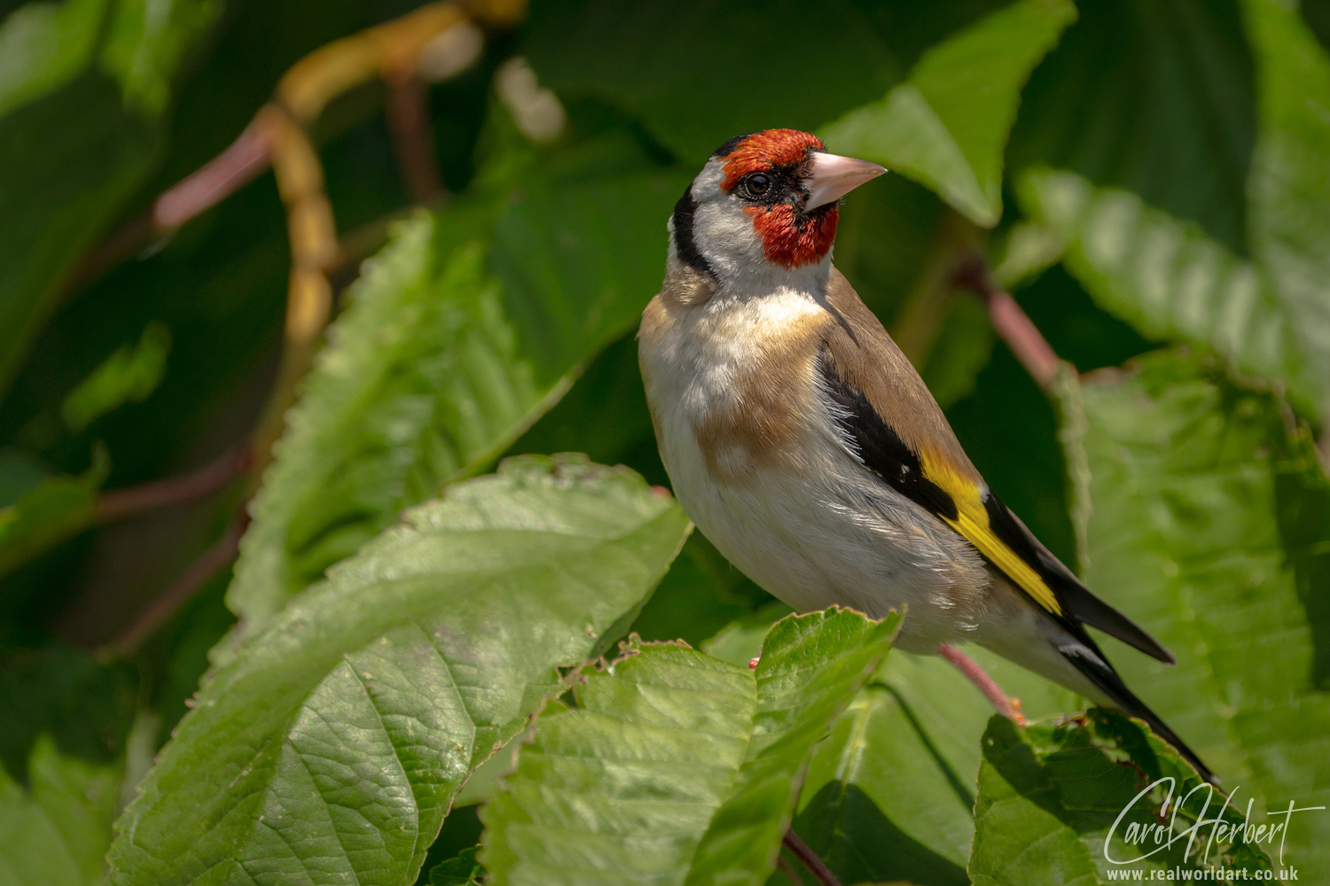 European Goldfinch on a Cherry Tree