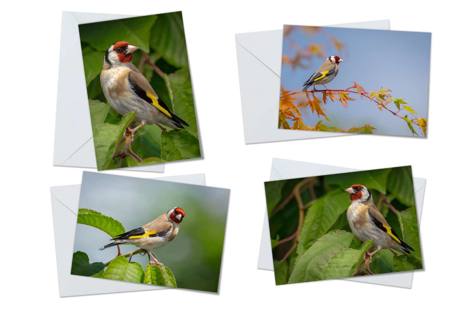 European Goldfinch Greeting Cards Packs