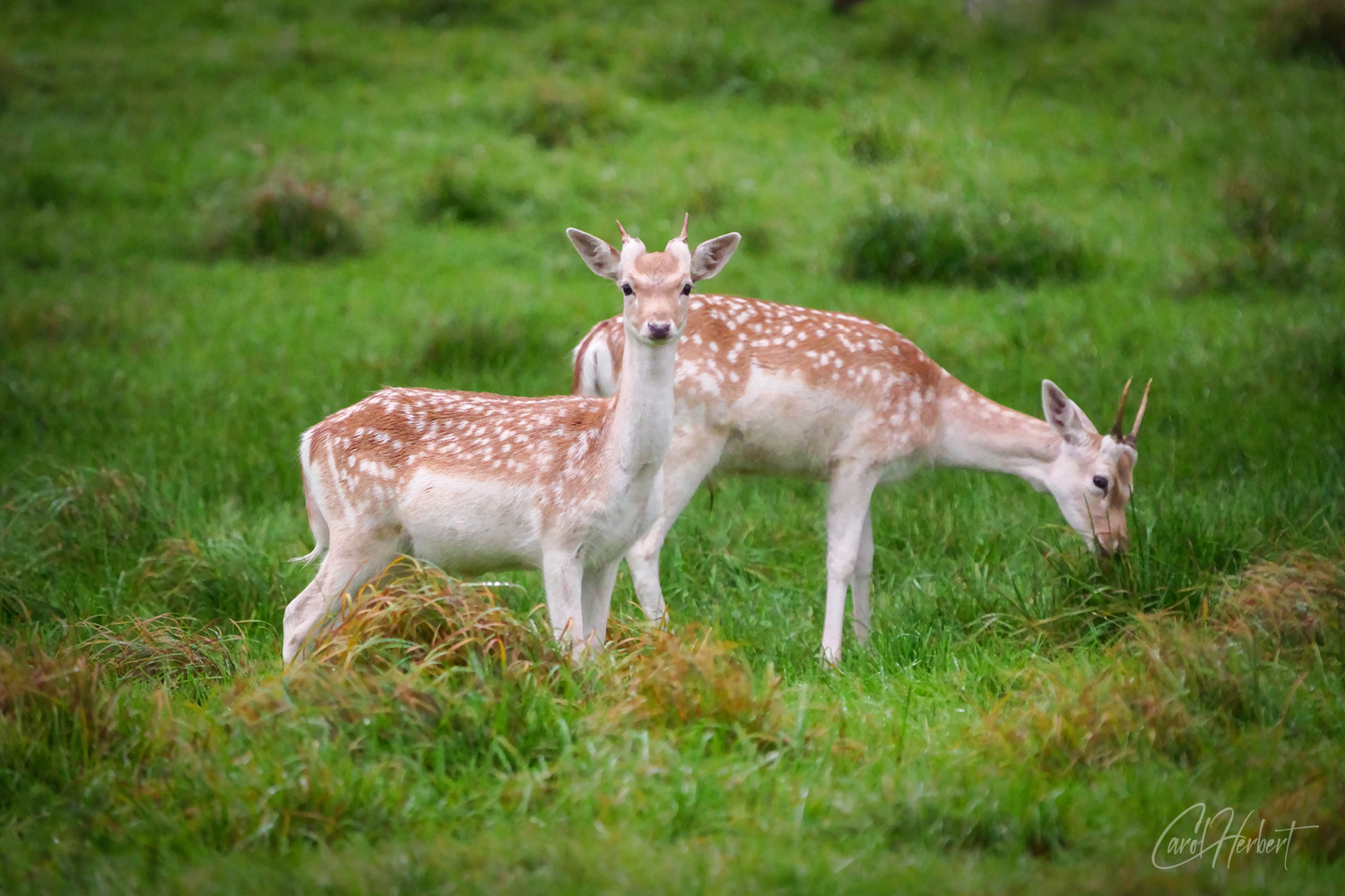 Fallow Deer 8 Wall Art Prints