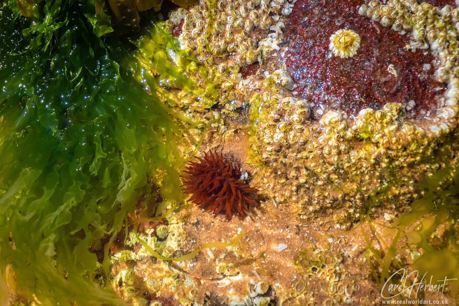 Firemore Beach Rock Pool