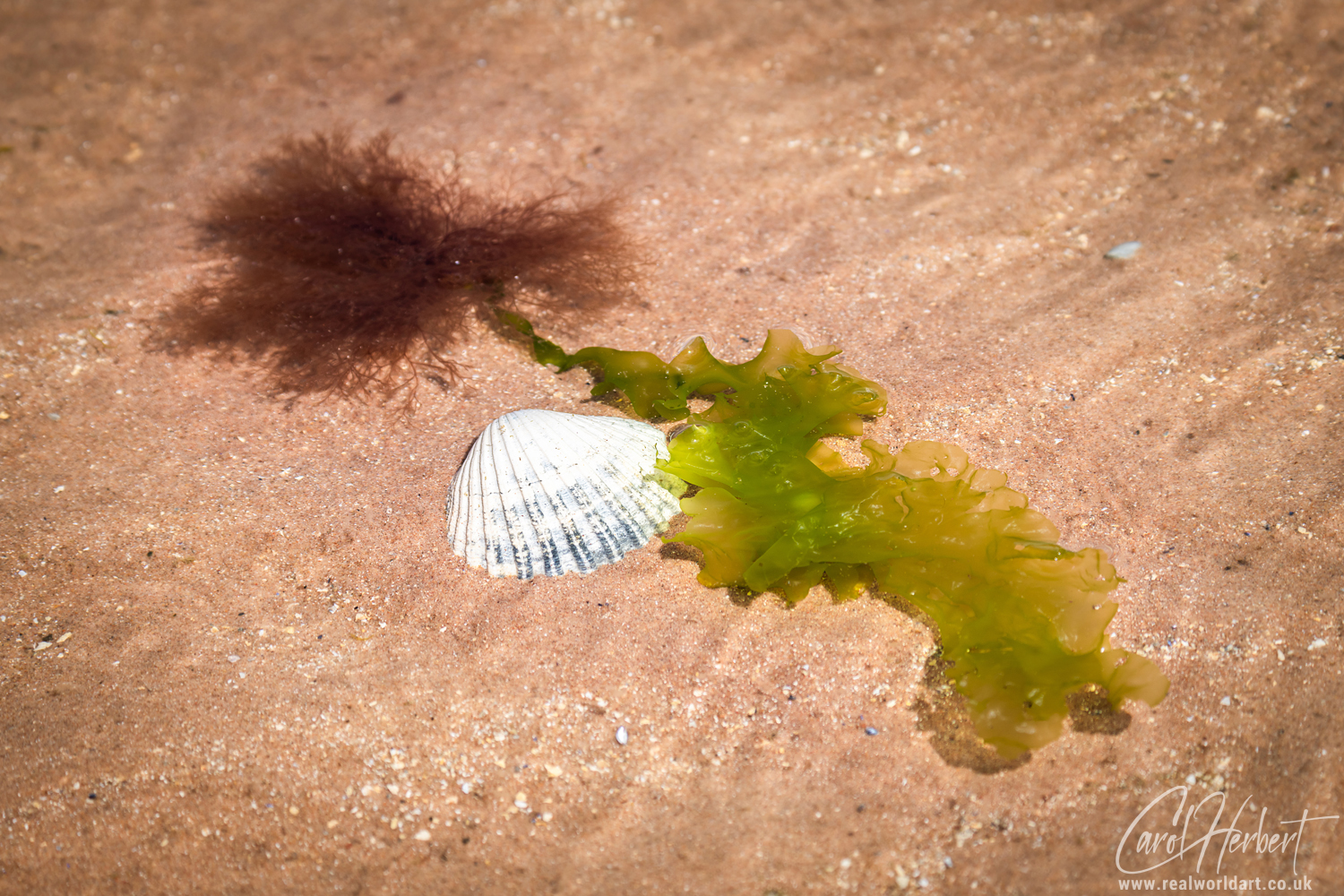 Firemore Beach Seaweed