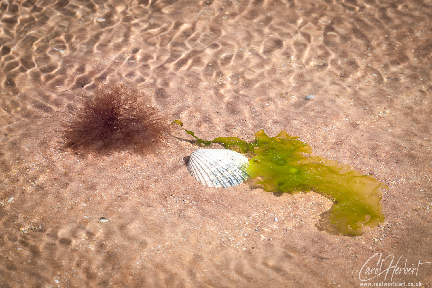 Firemore Beach Seaweed