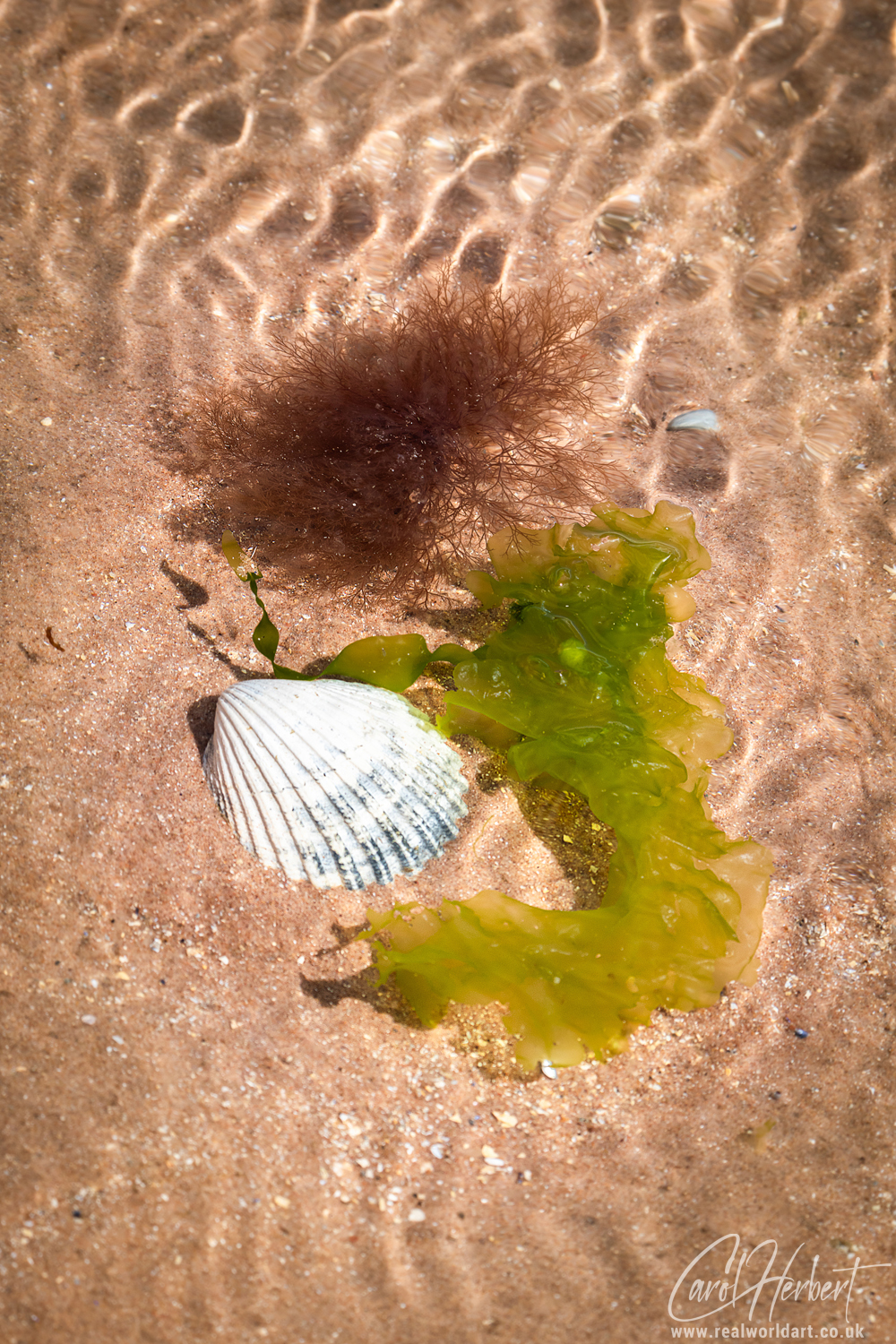 Firemore Beach Seaweed