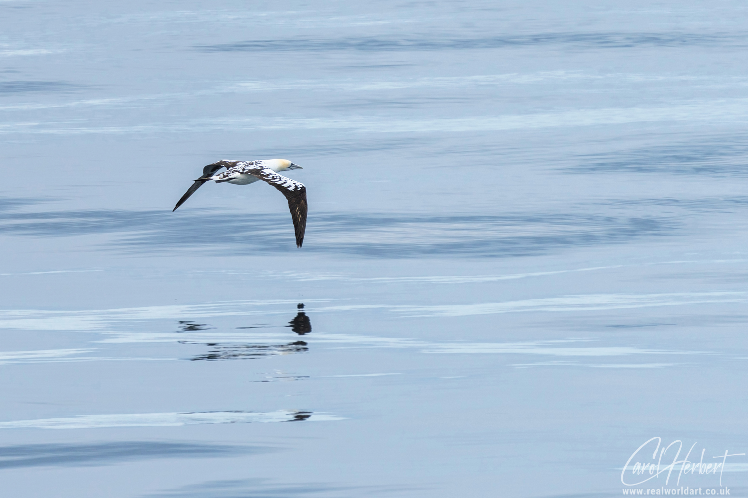 A Gannet Flying Over Water