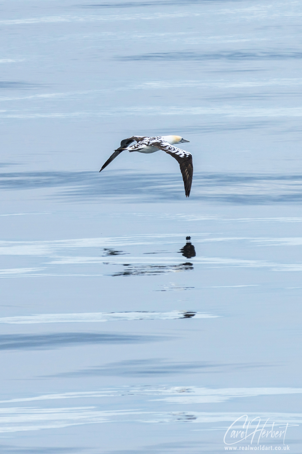 A Gannet Flying Over Water