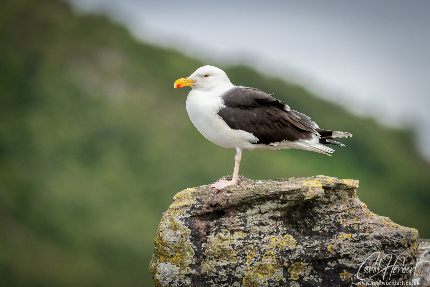 Great Black-Backed Gull