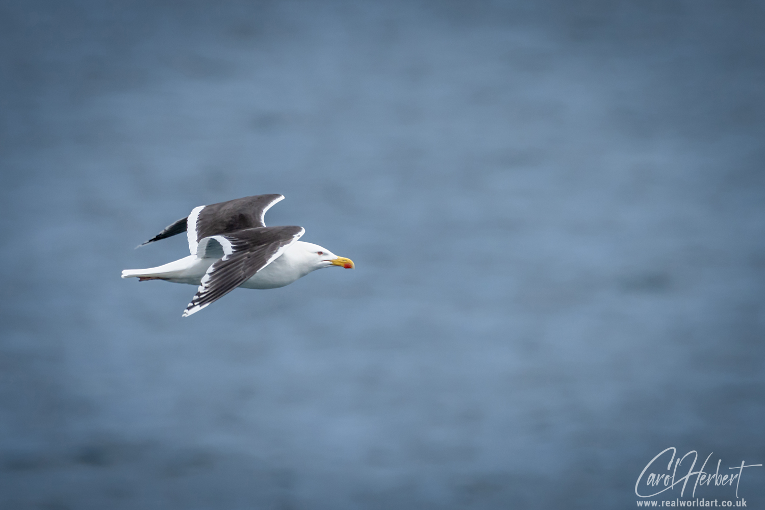 Great Black-Backed Gull in Flight