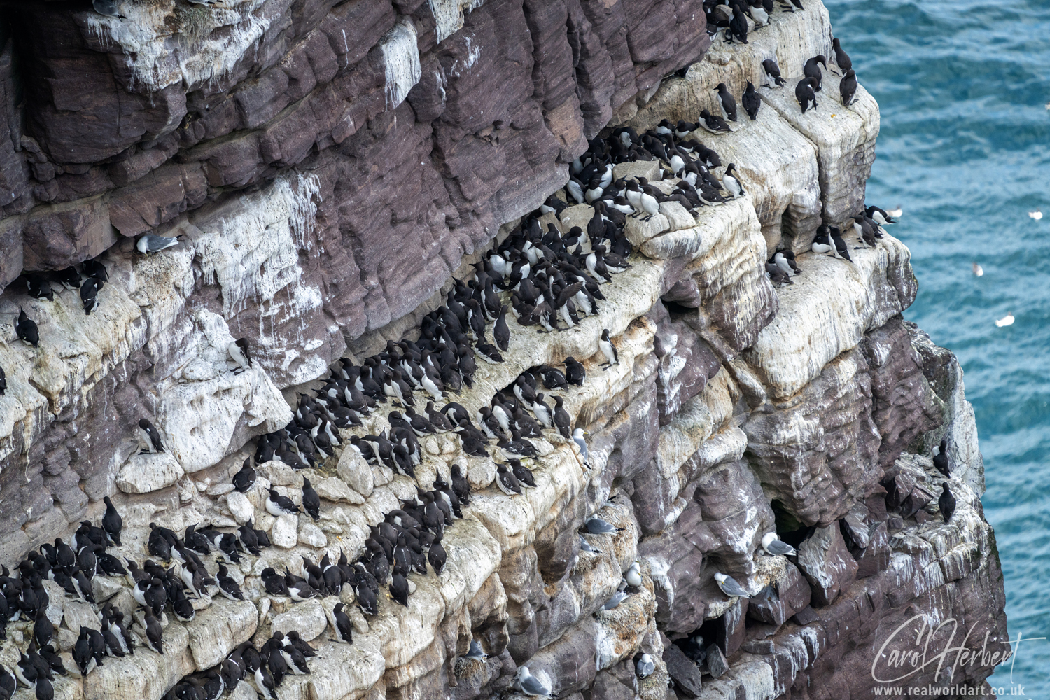 Guillimots nesting on the cliffs of Handa Island Scotland