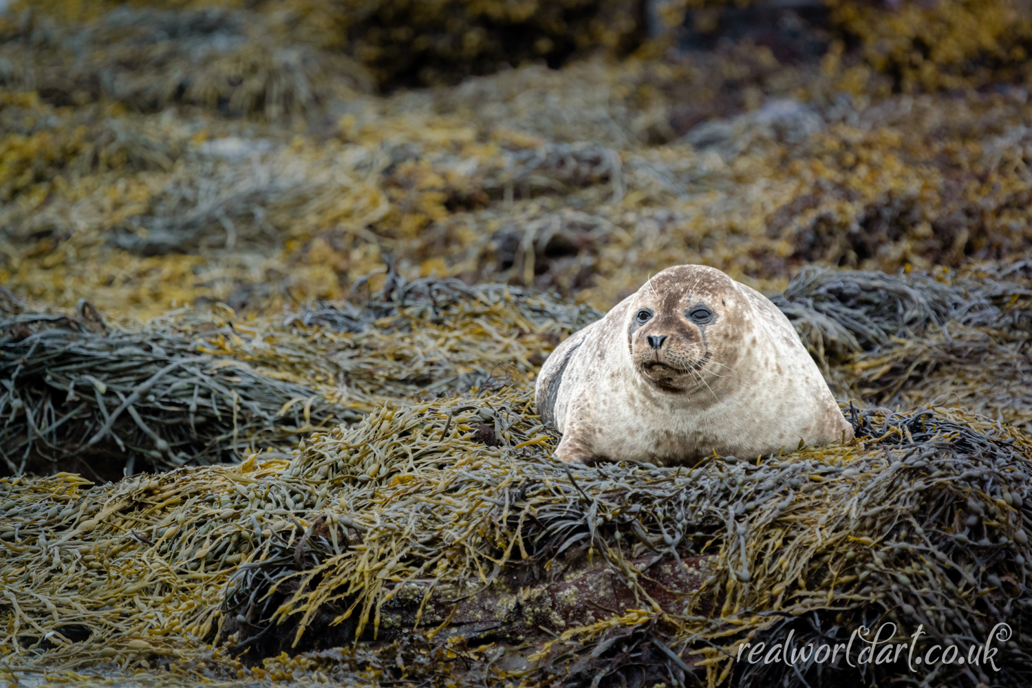 Resting Harbour Seal Greeting Cards