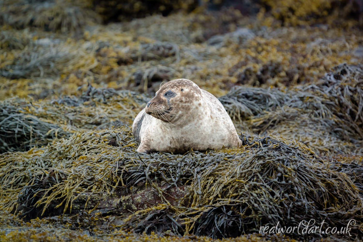 Happy Harbour Seal