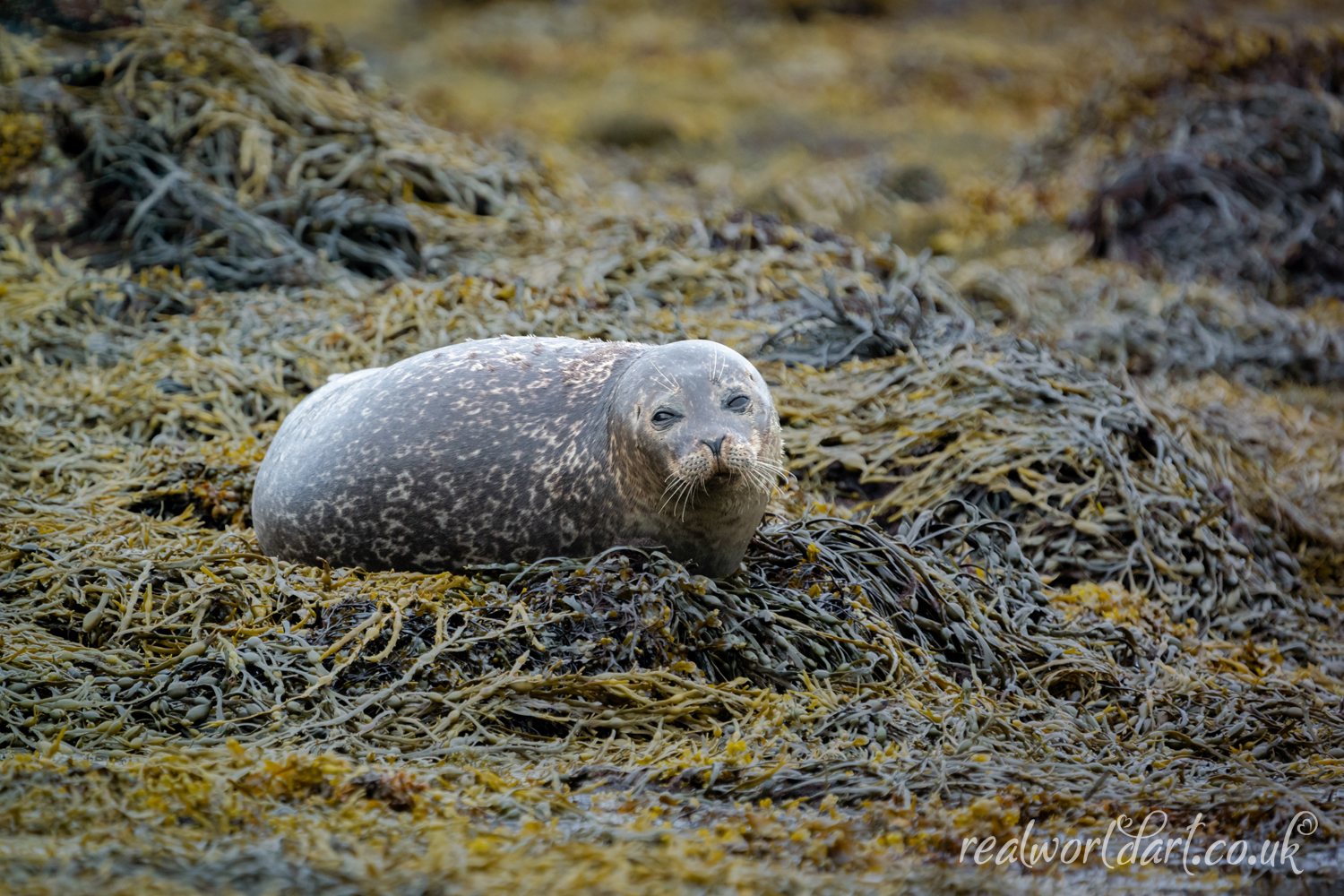 Serene Harbour Seal