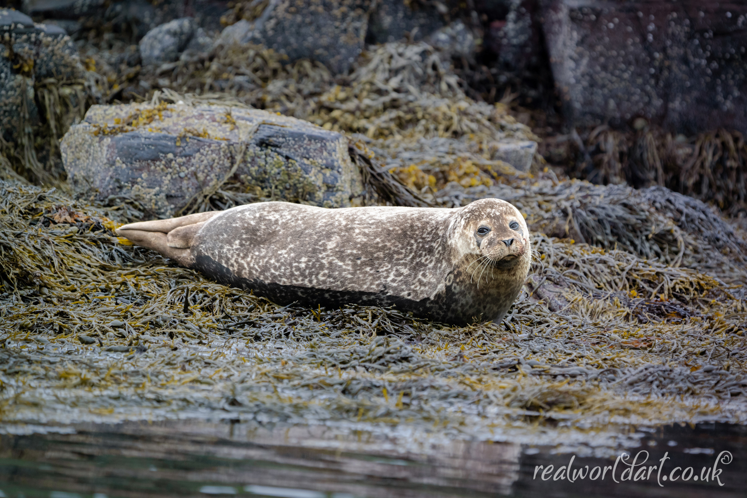 Relaxing Harbour Seal