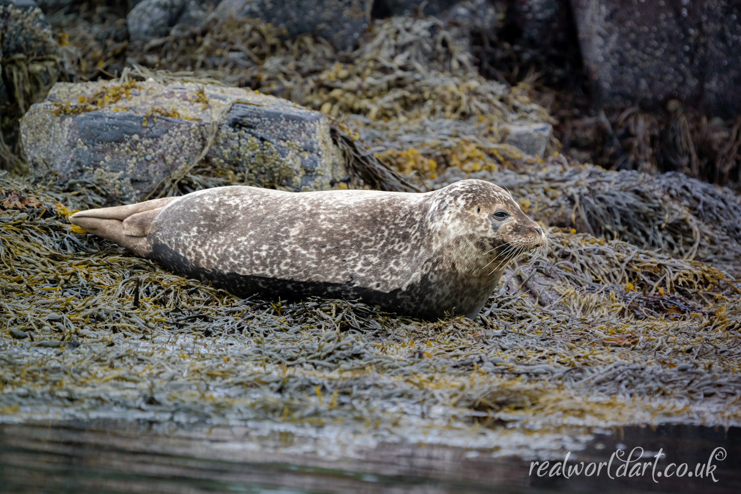 Resting Harbour Seal