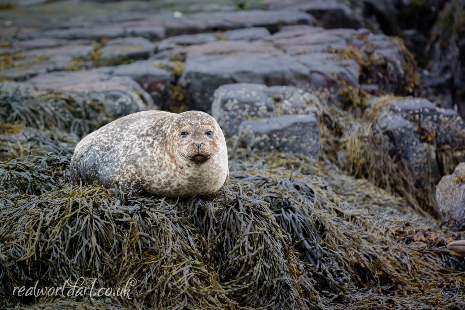 Smiling Harbour Seal