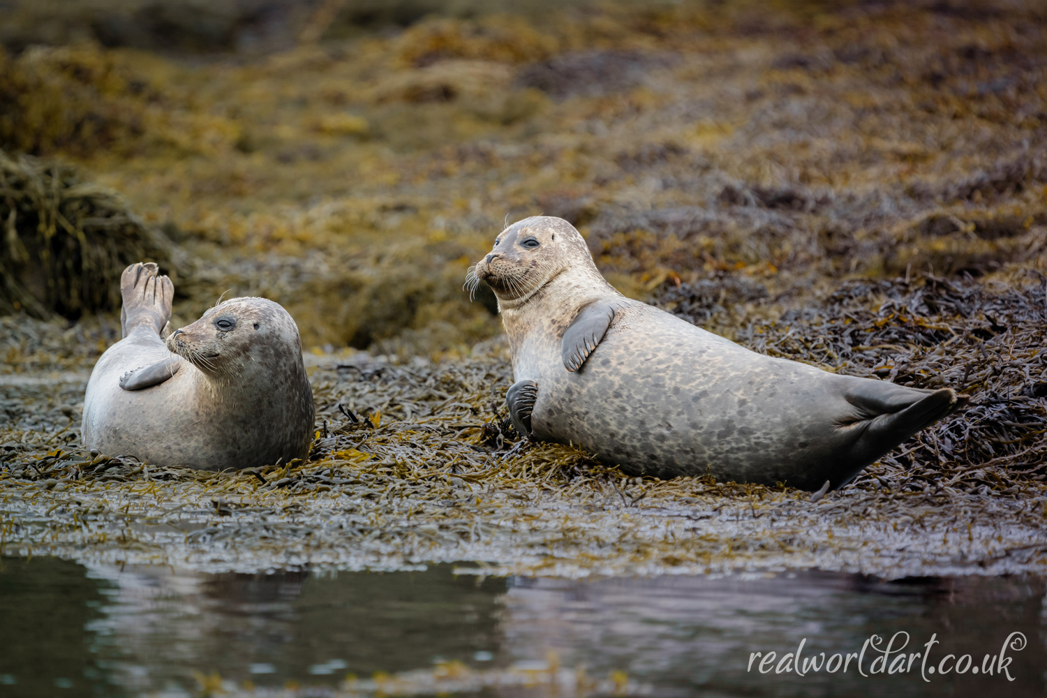 Watchful Harbour Seals Greeting Cards