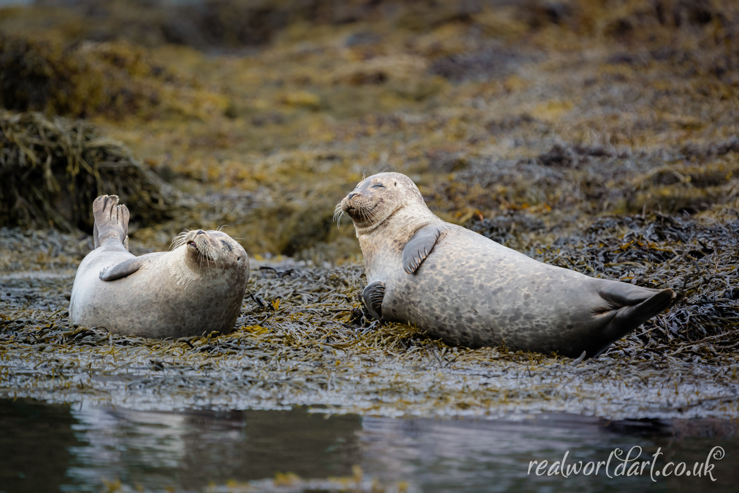 Happy Harbour Seals