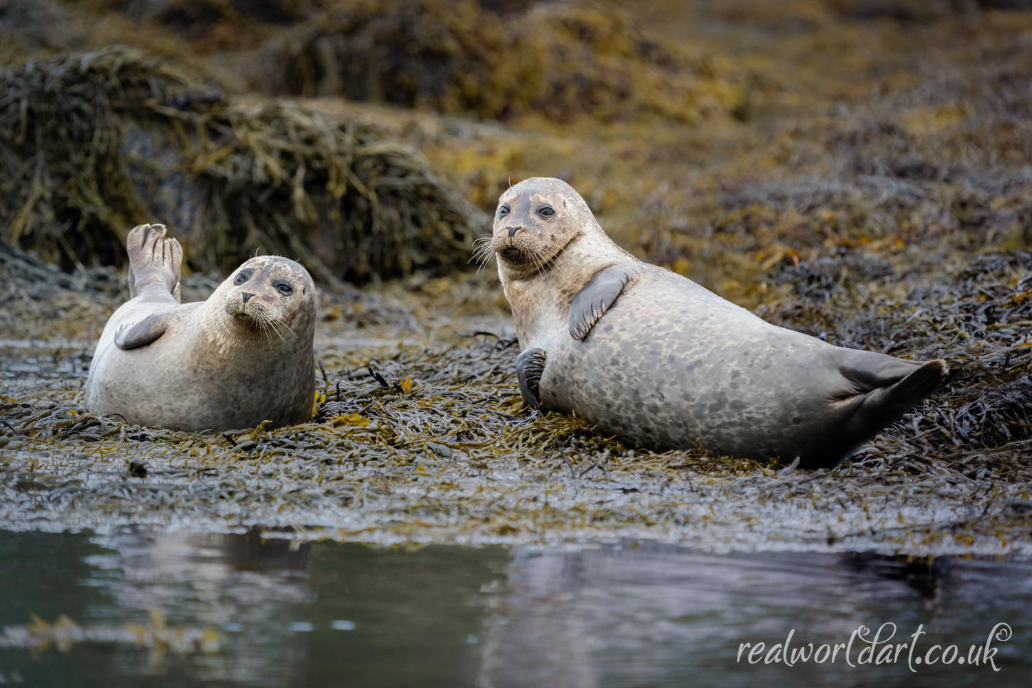 Curious Harbour Seals