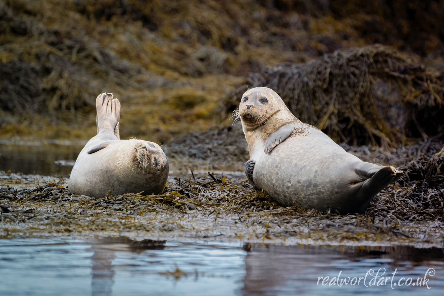 Friendly Harbour Seals