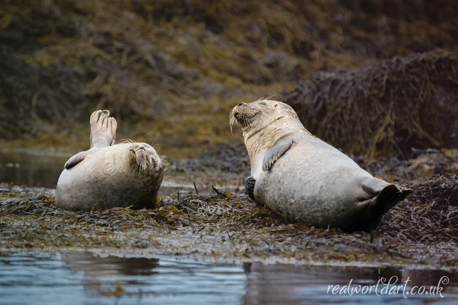 Relaxed Harbour Seals Greeting Cards