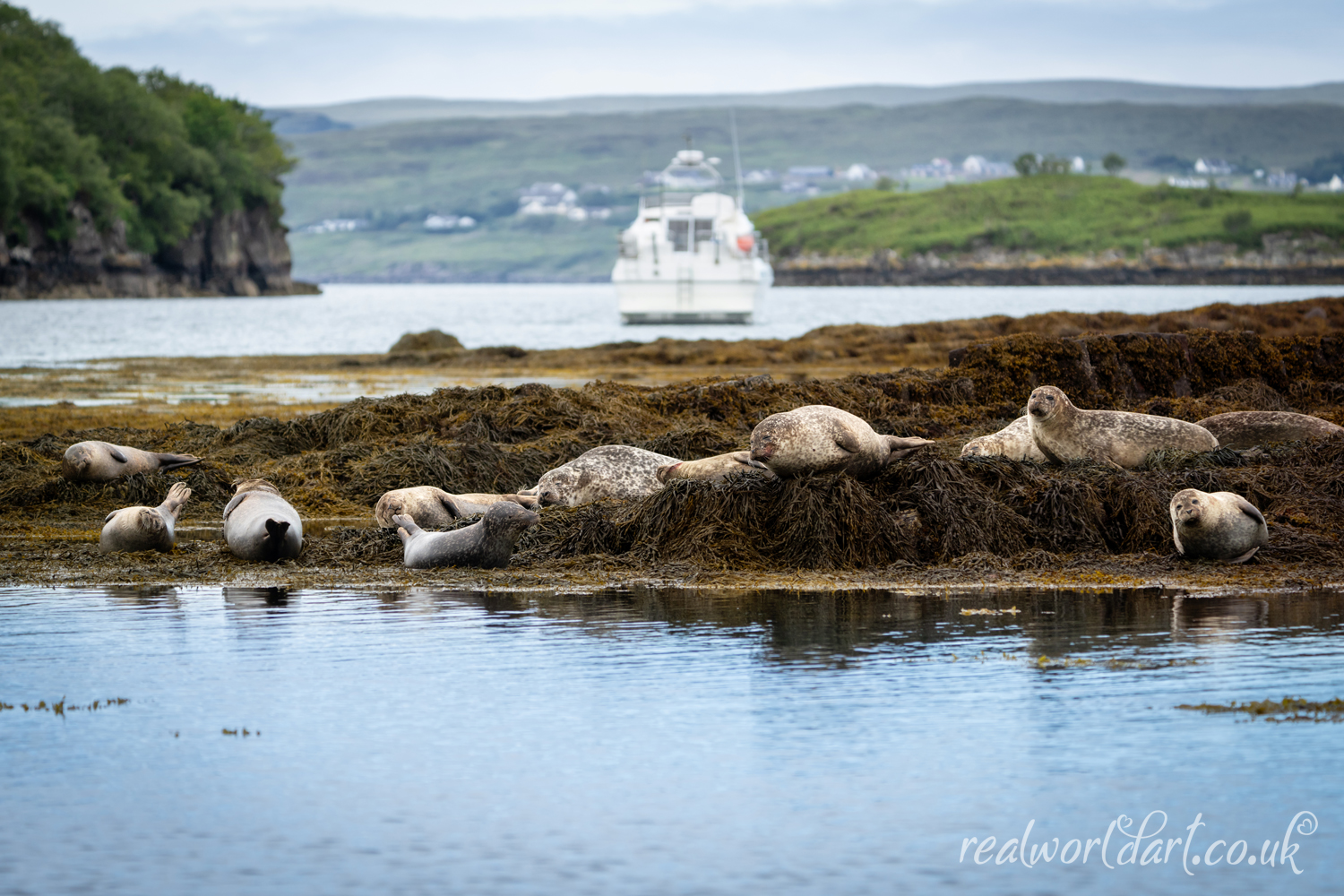 Harbour Seal Colony