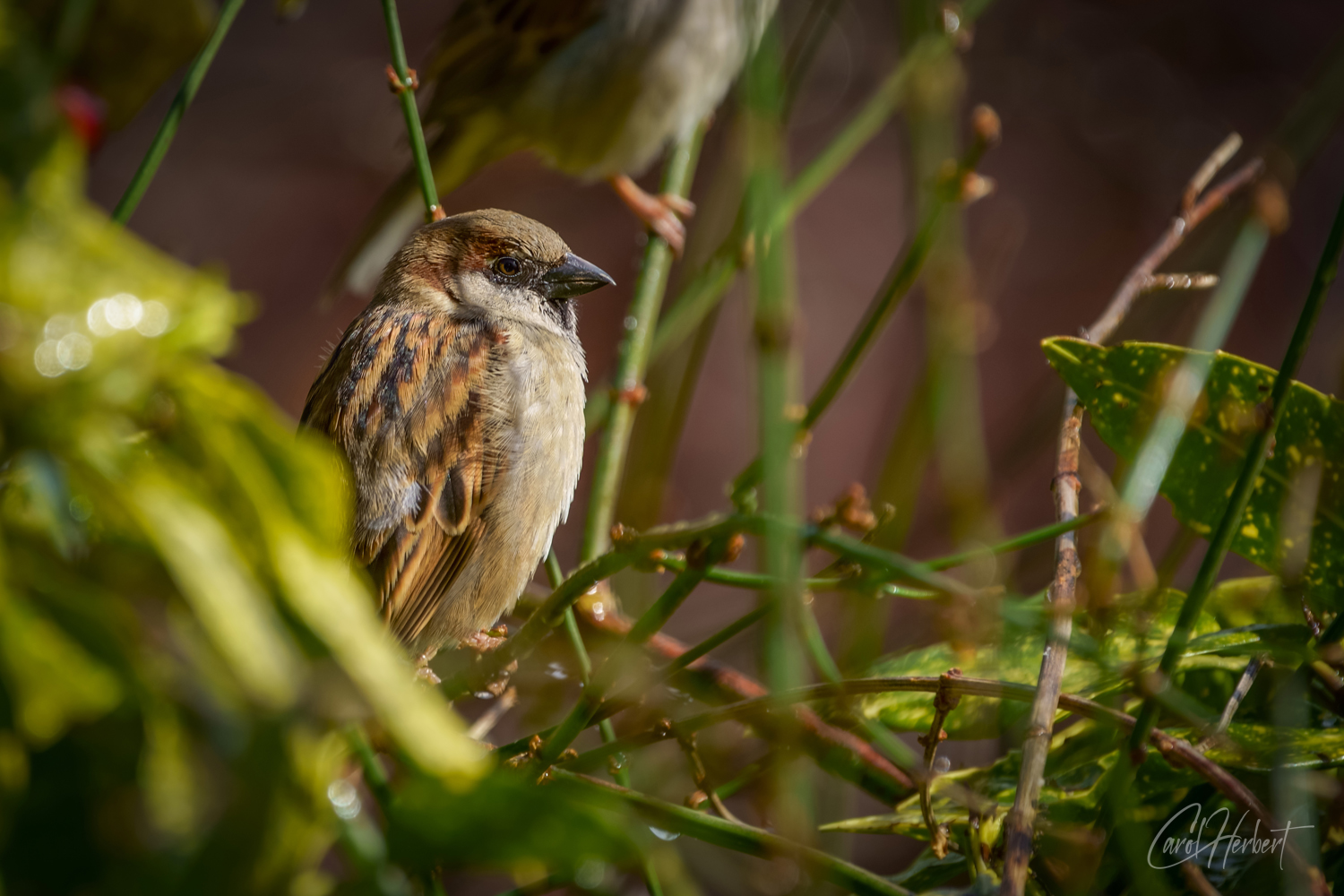 Male House Sparrow Wall Art