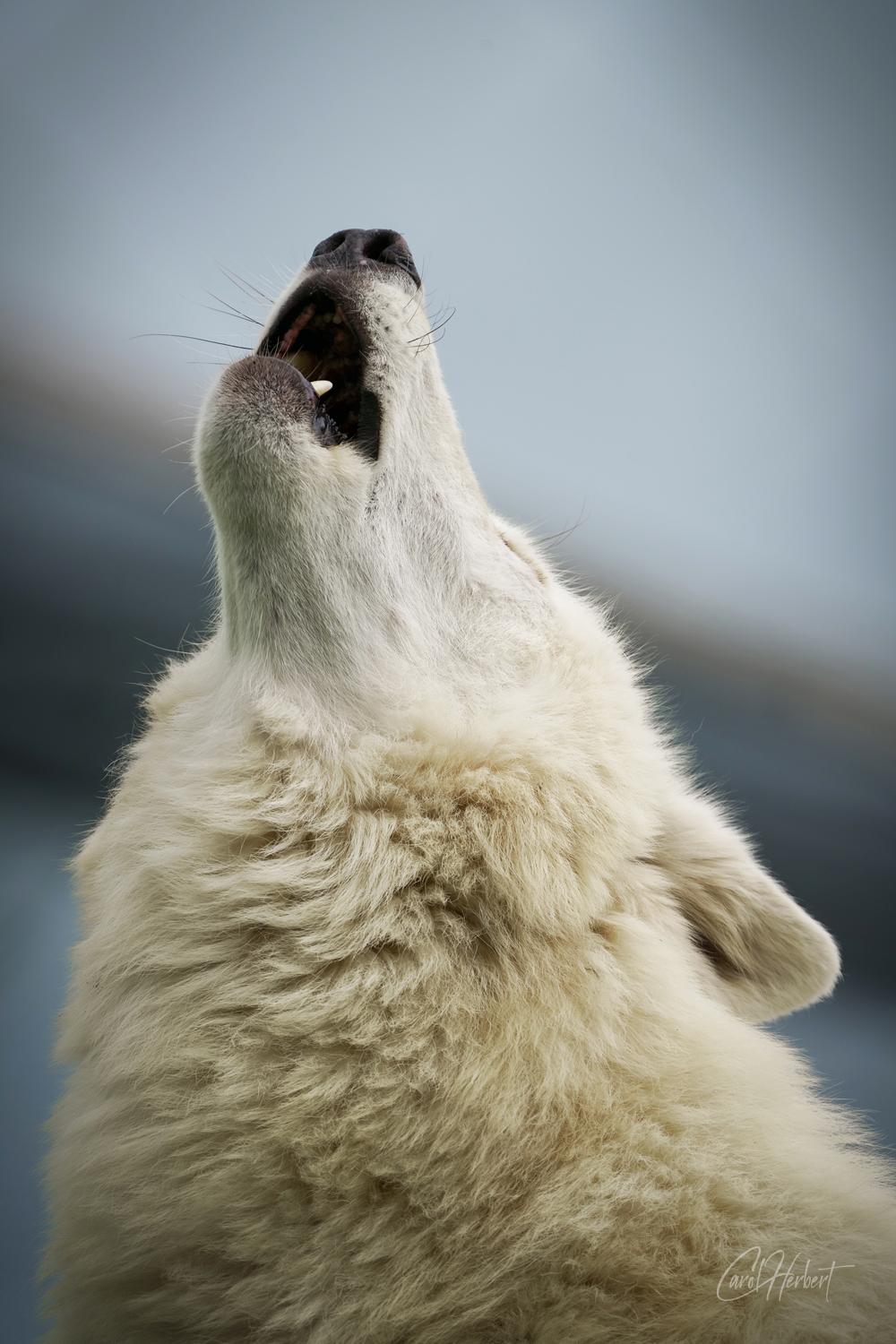 Hudson Bay Wolf Howling